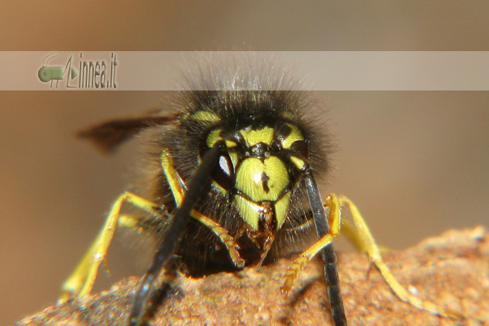 Dolichovespula sylvestris